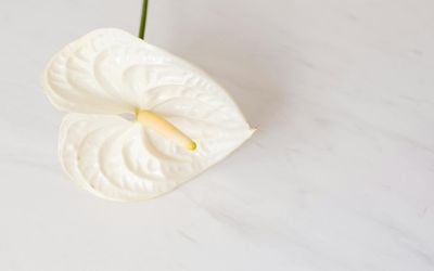 Minimalist interior with a single plant and soft light.